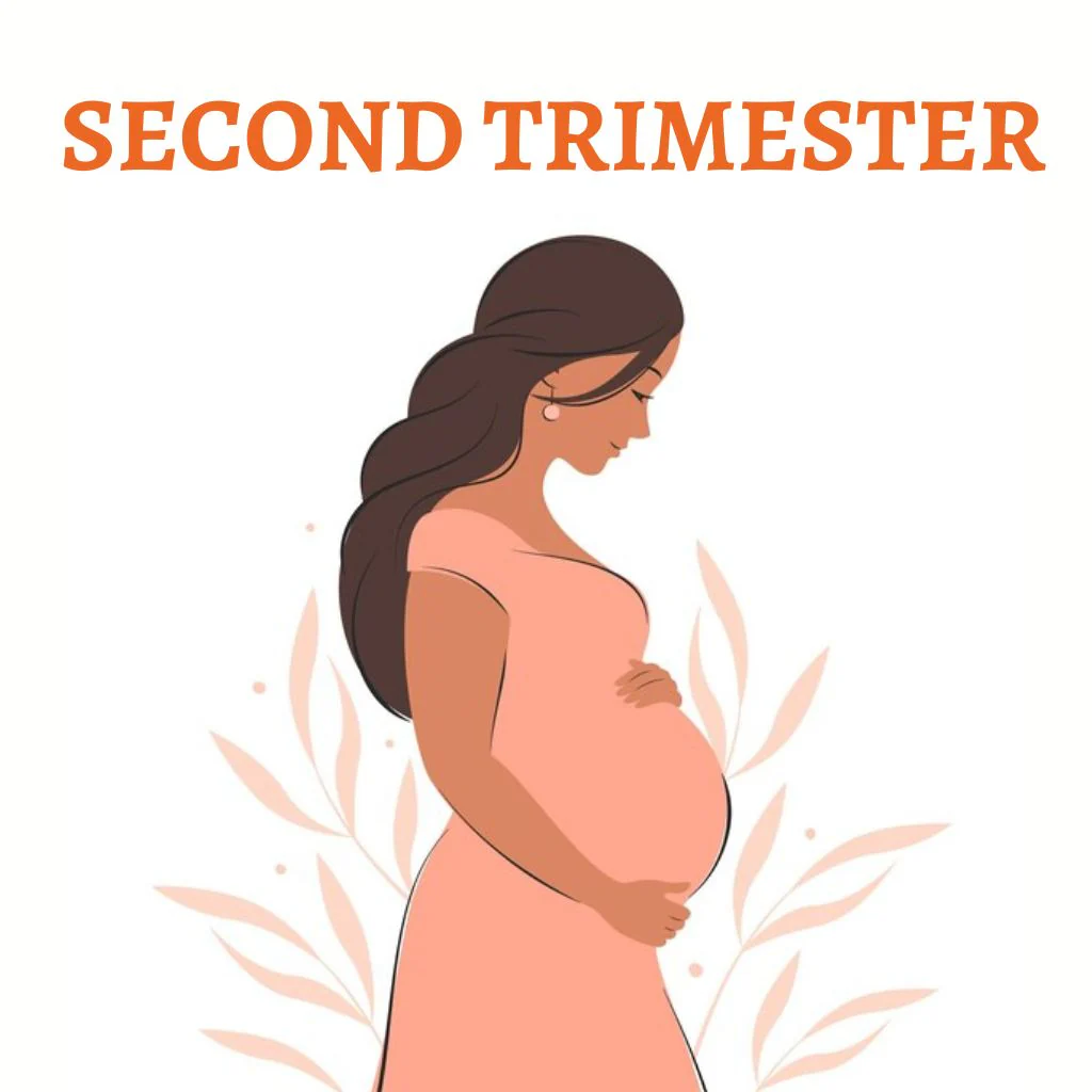 second trimester pregnancy
